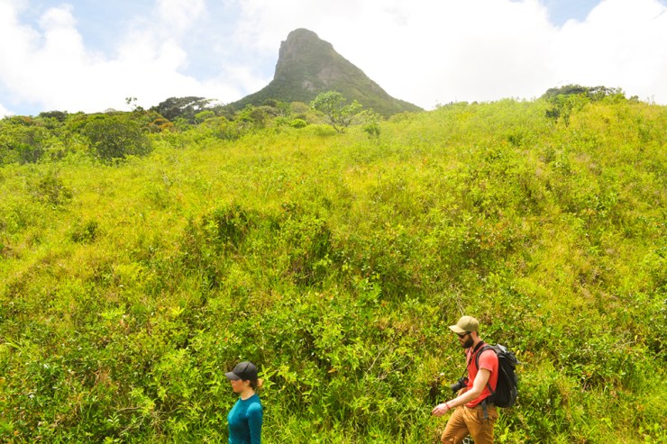 A young couple hiking through thick yellow-green vegetation