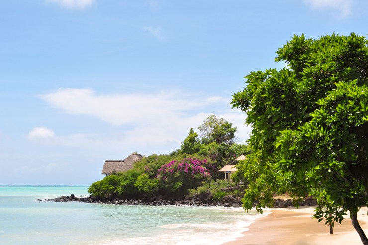 A tropical beachside scene blooming with green vegetation and bright violet flowers