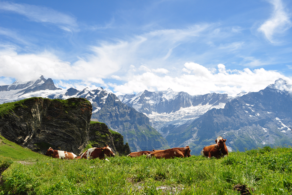 Cows resting on a meadow against a backdrop of snow-capped Alps