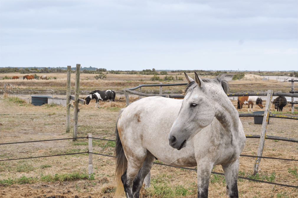 White horse on farm in open country