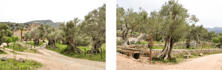 An empty stone farmhouse behind a grove of olive trees