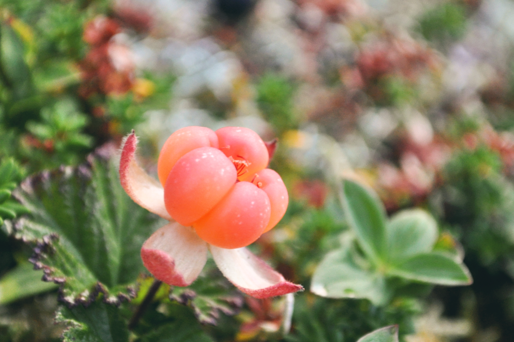 A close-up of a young Arctic cloudberry