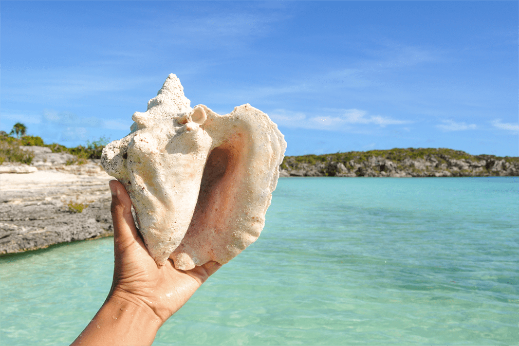 A hand holding a conch shell