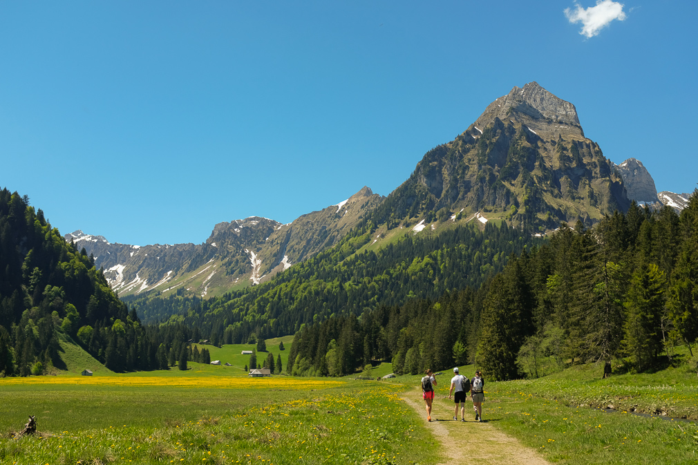 View of an alpine mountain and forested landscape