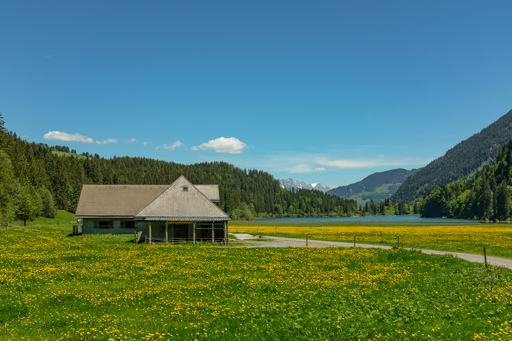 View of an alpine cottage in a dandelion field