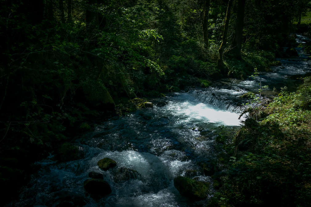 Light dances over a river flower through a forest