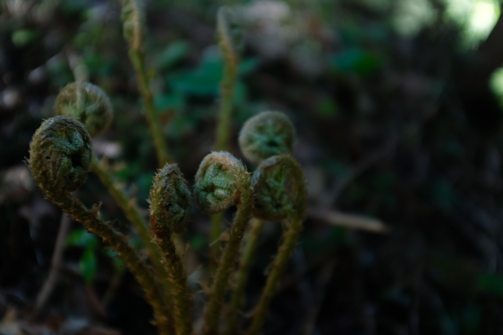 Young mountain fern