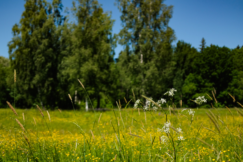 Hemlock in a field of golden wildflowers