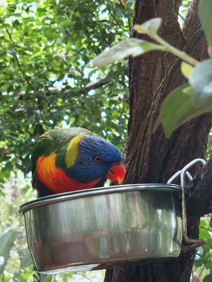 Gold Coast Currumbin Rainbow Lorikeet