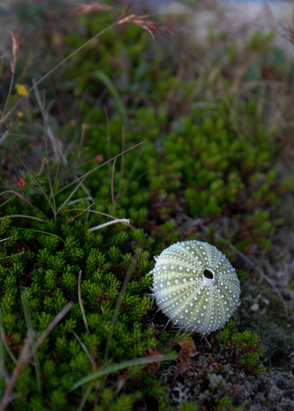 Sea urchin shell on a crowberry bush