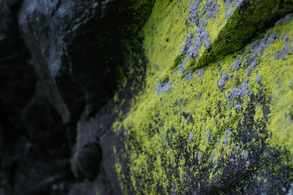 Green lichen growing on stone