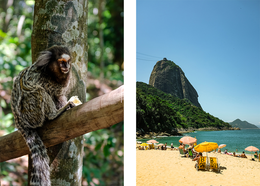 A marmoset eating a banana and a mountainous beach scene