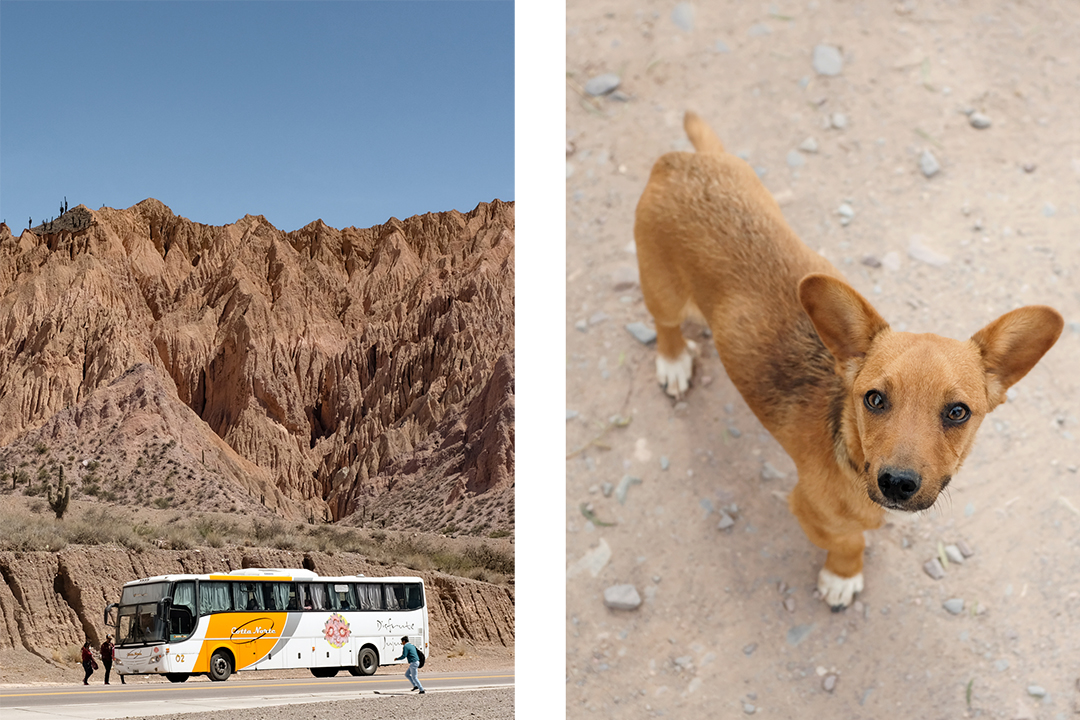 People running towards a bus and a close-up portrait of a dog