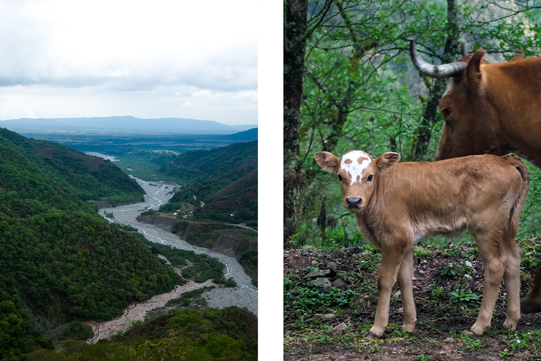 Scenes from northwestern Argentina's yungas biosphere