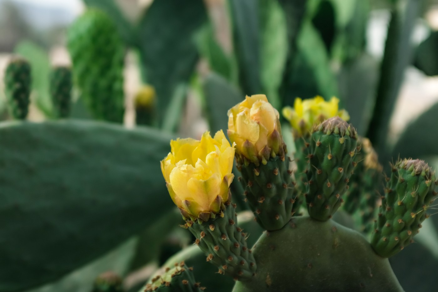 Closeup of a cactus in bloom with yellow flowers