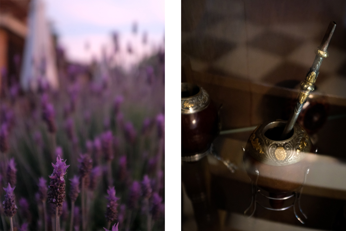 Closeup of English lavender and a Uruguayan-style mate gourd