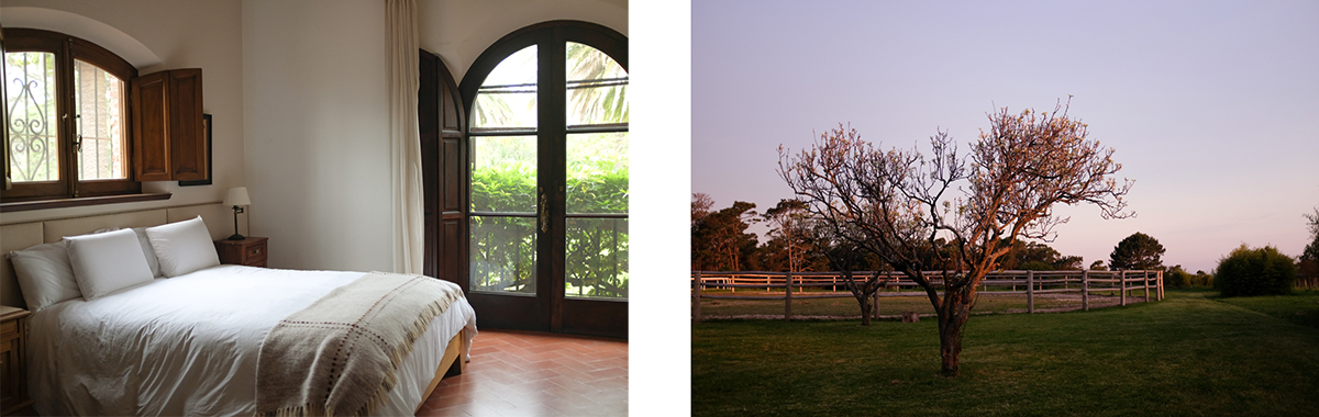 A spacious hotel bedroom and a tree at twilight