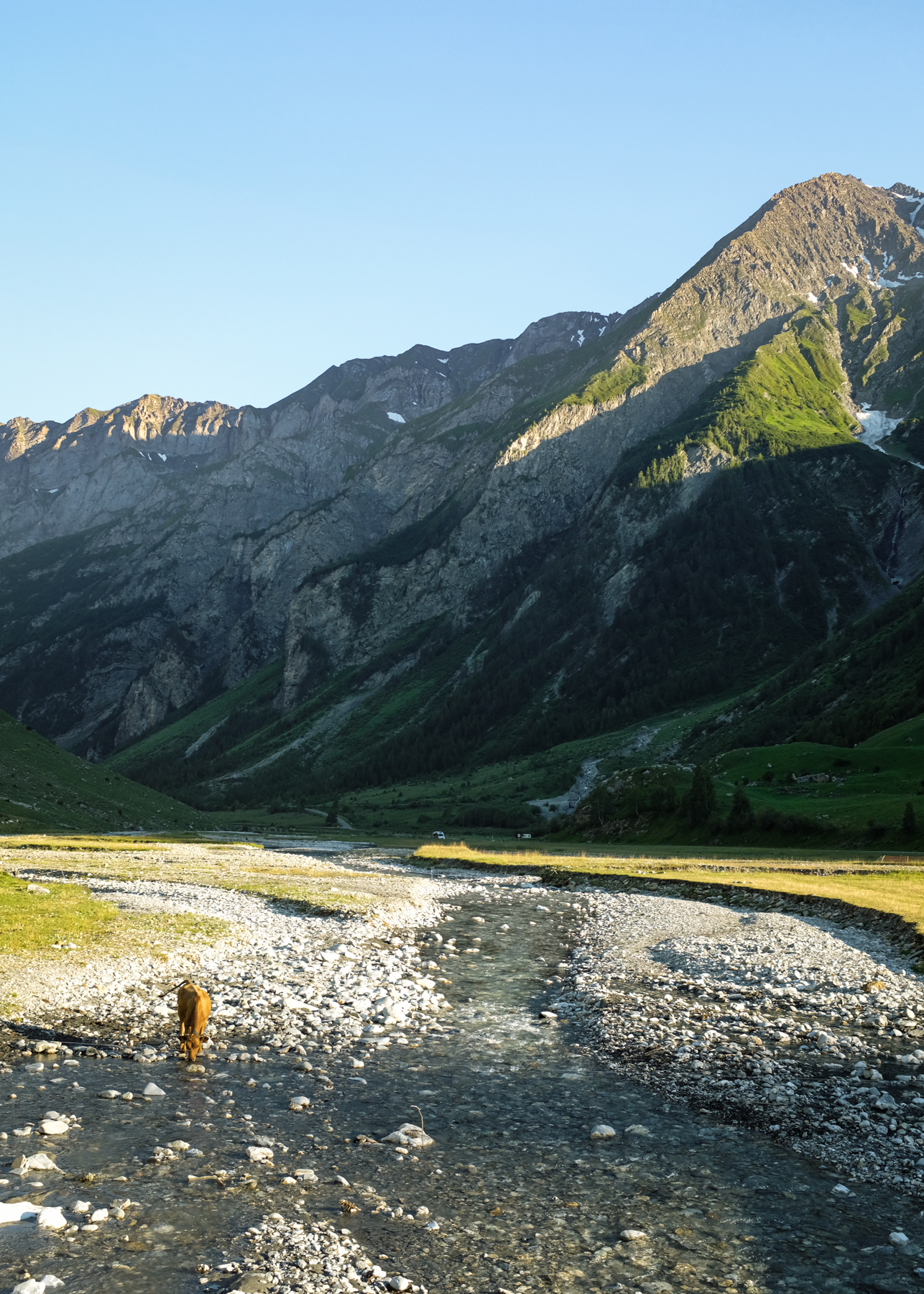 A calf drinks from a river in a valley