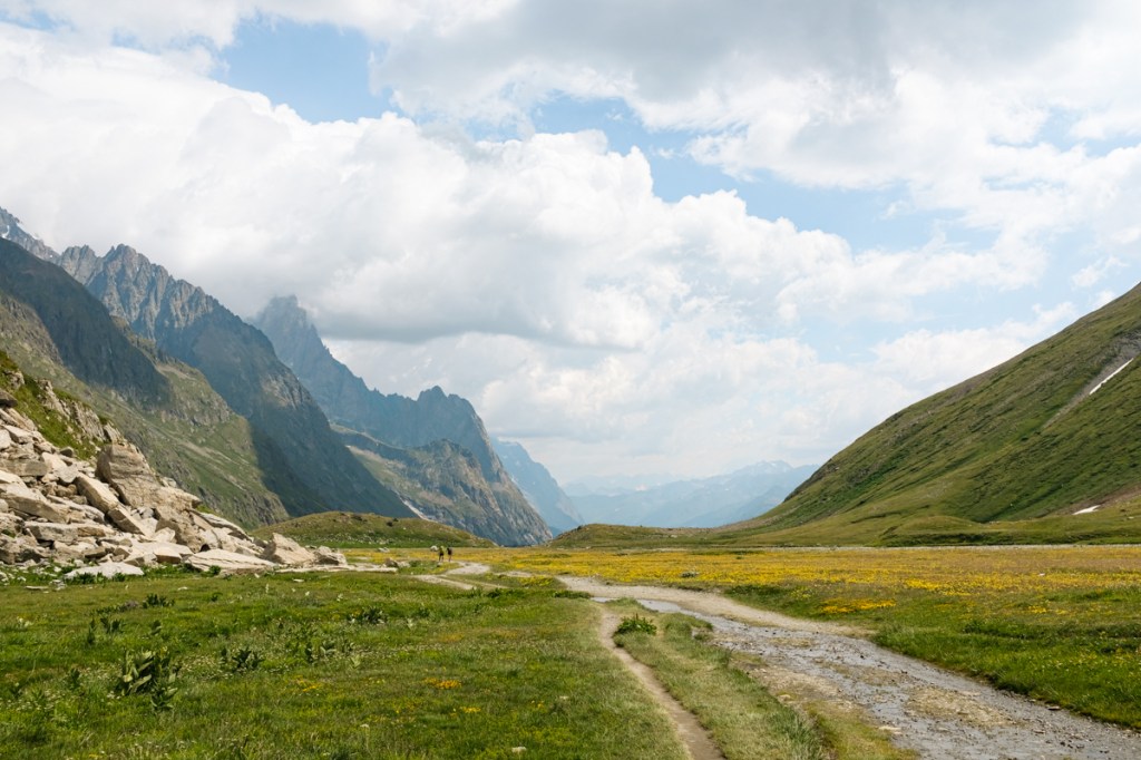 Yellow wildflowers at the bottom of a mountain valley