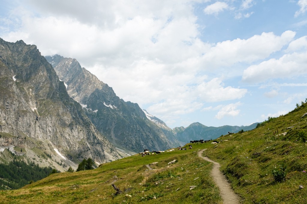 Cows resting on a mountain hiking path