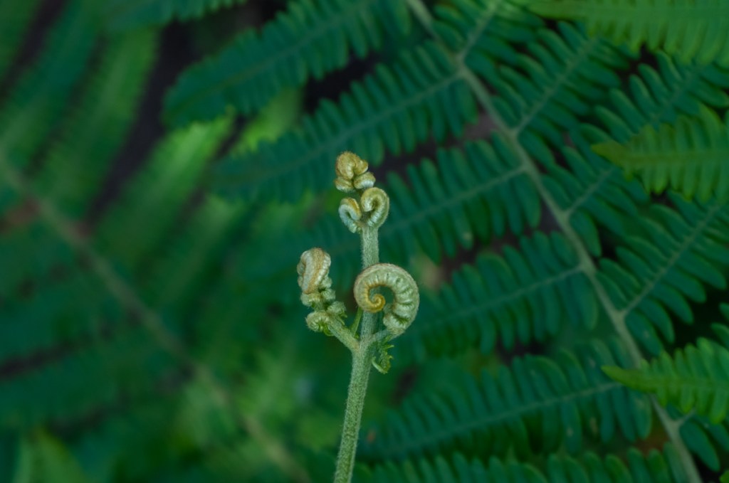 A bracken fern