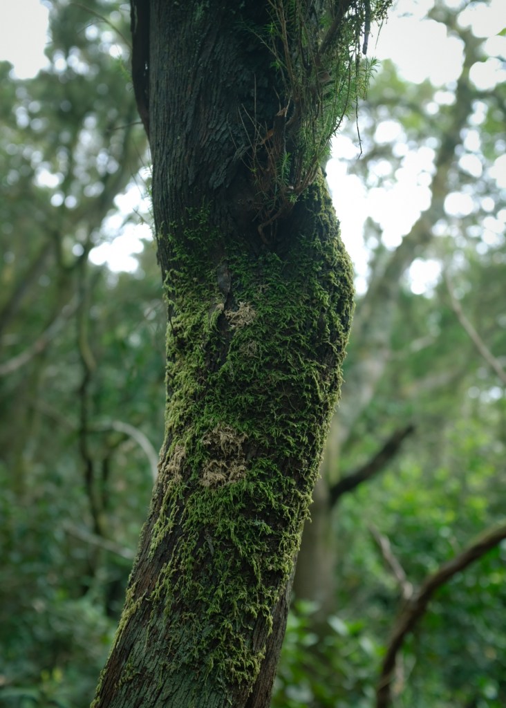 A close-up of a tree in Tenerife's cloud forest