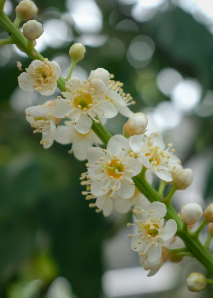 Portuguese laurel cherry