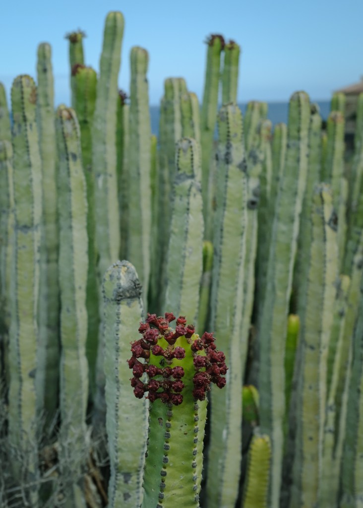 Flowering cactus