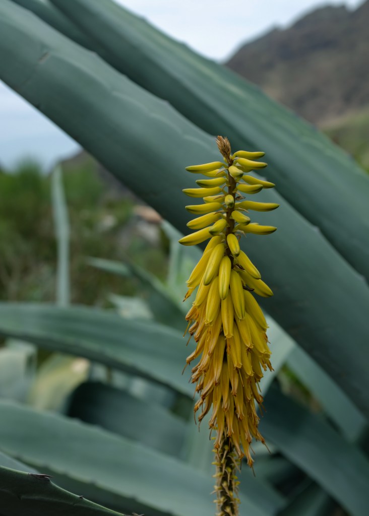 Aloe vera and its flower