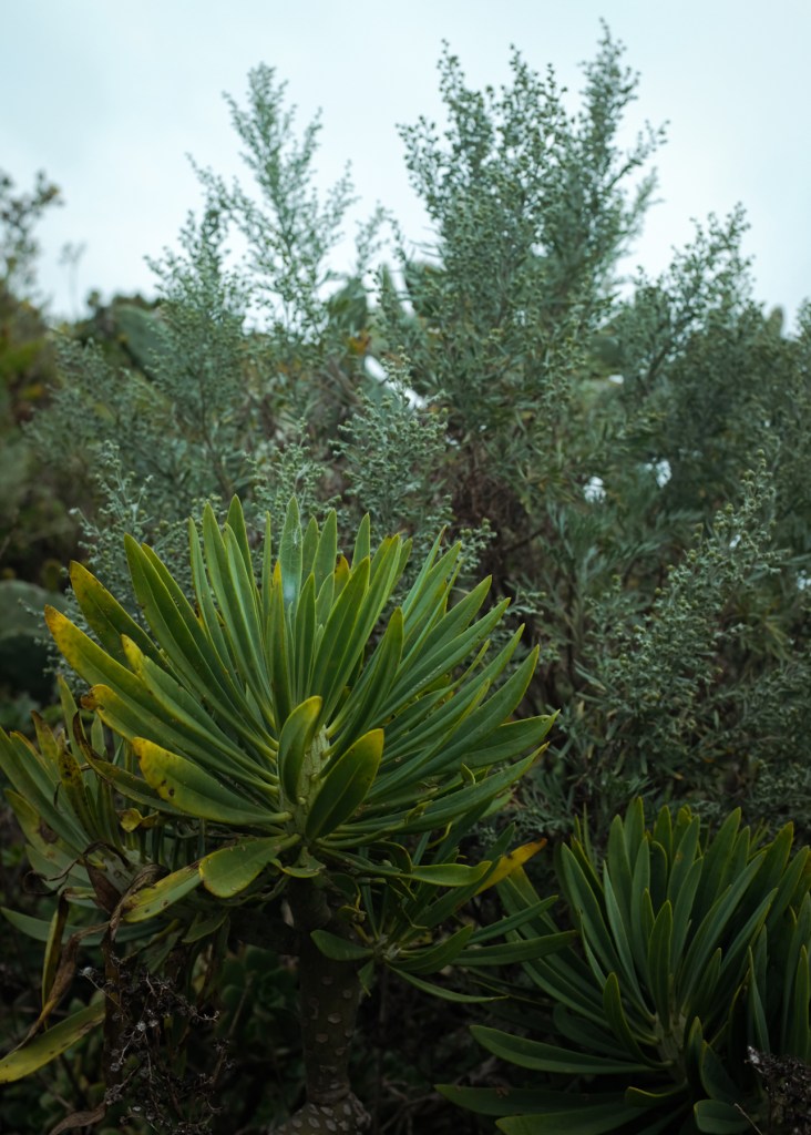 A succulent native to the Canary Islands