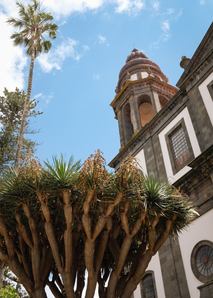 Dracaena draco, the Canary Islands dragon tree, in front of a church