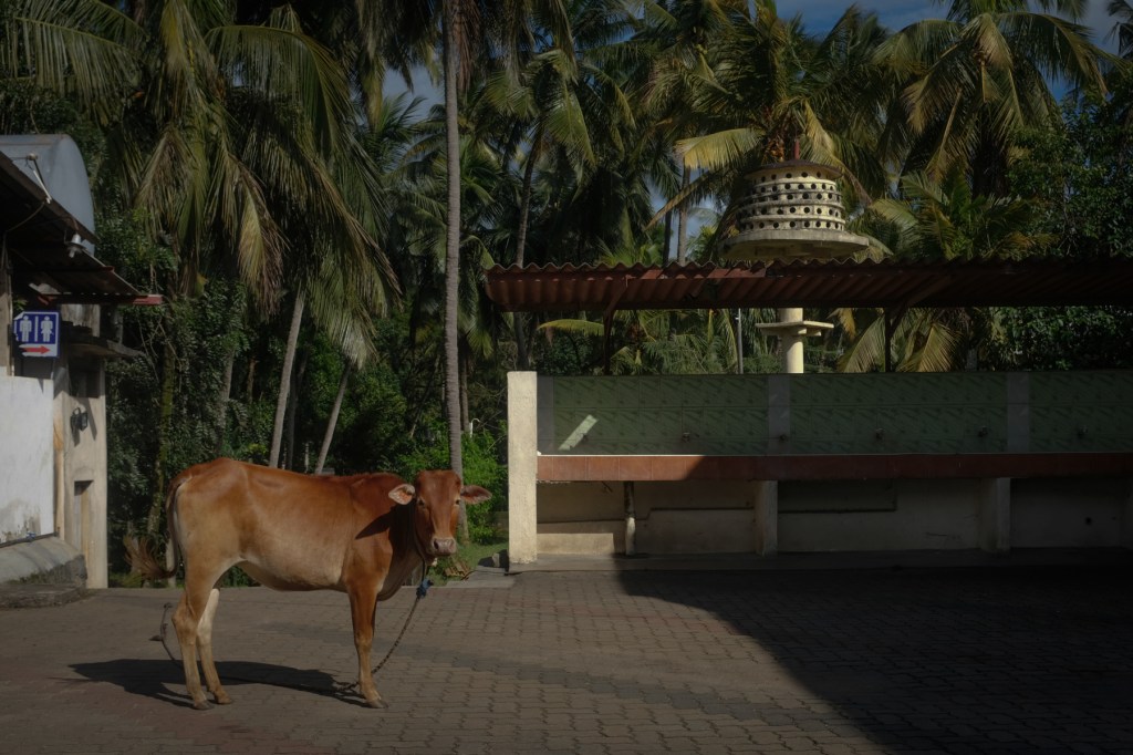 A cow in a Hindu temple