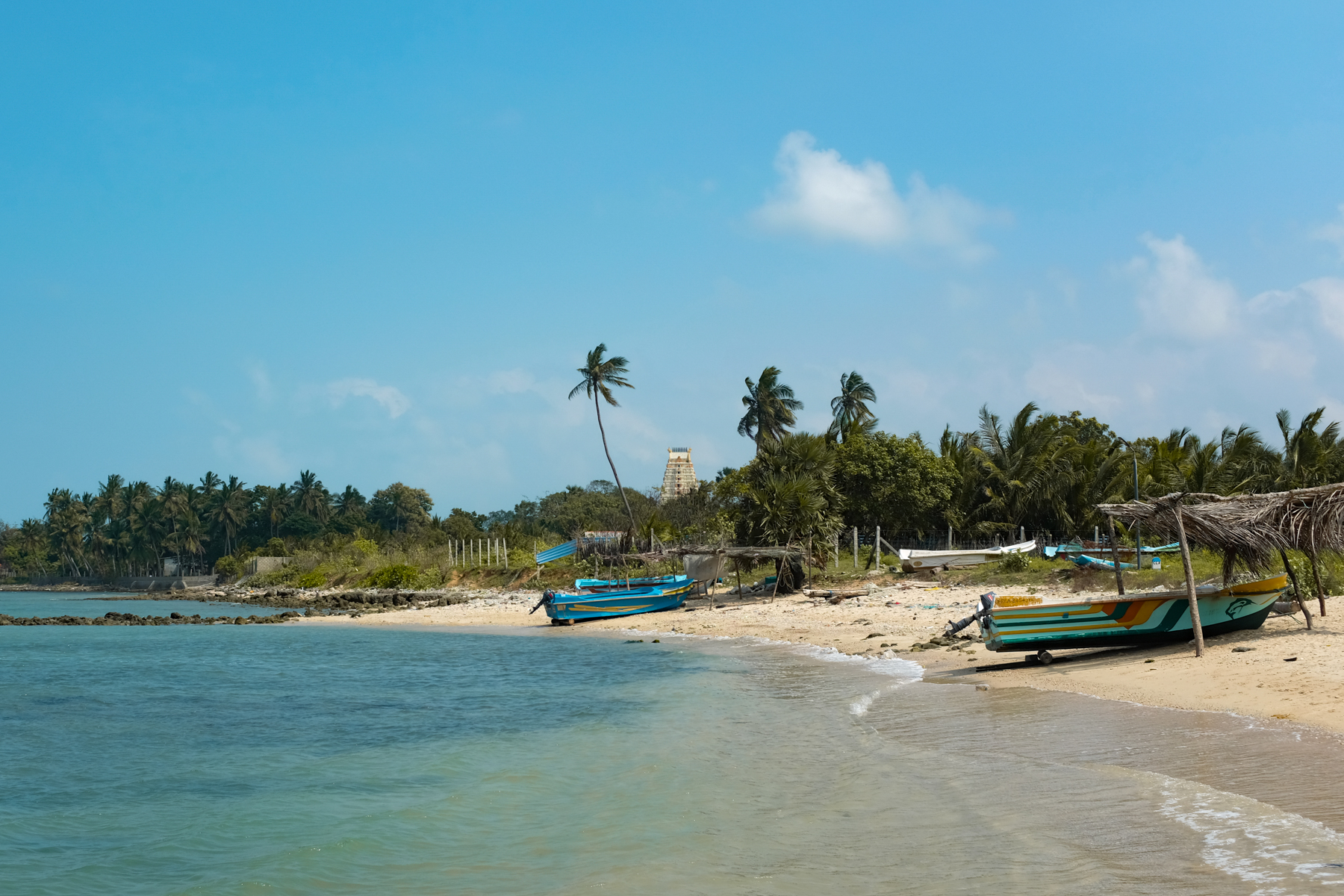 Palmyra palms and a kovil gopuram by the sea